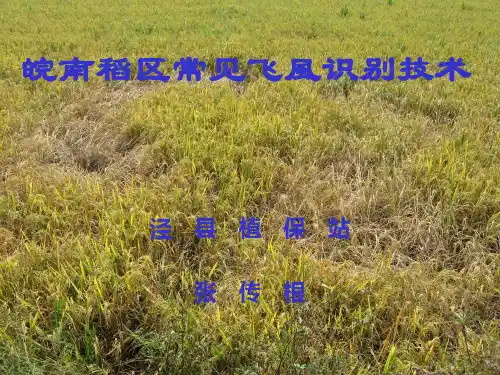 皖南稻区常见飞风识别技术(07年市植保会议交流材料)