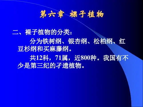 裸子植物分类