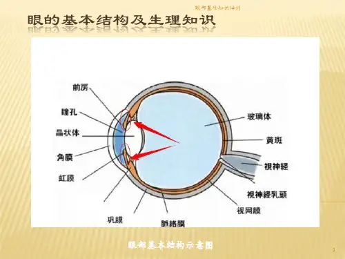眼部基础知识培训课件