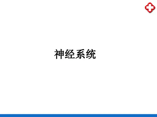 神经系统的功能—神经系统对内脏功能的调节(生理学课件)
