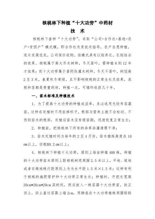 核桃林下种植十大功劳(功劳木)