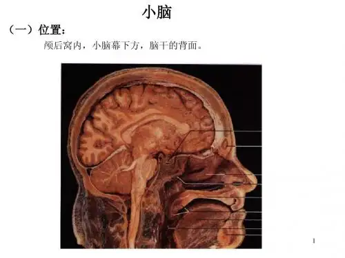 小脑