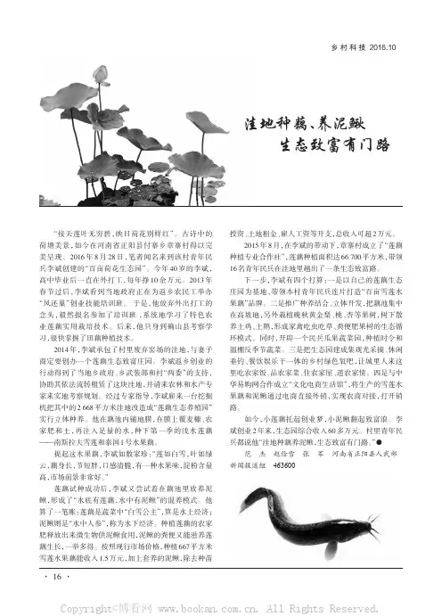 洼地种藕、养泥鳅生态致富有门路