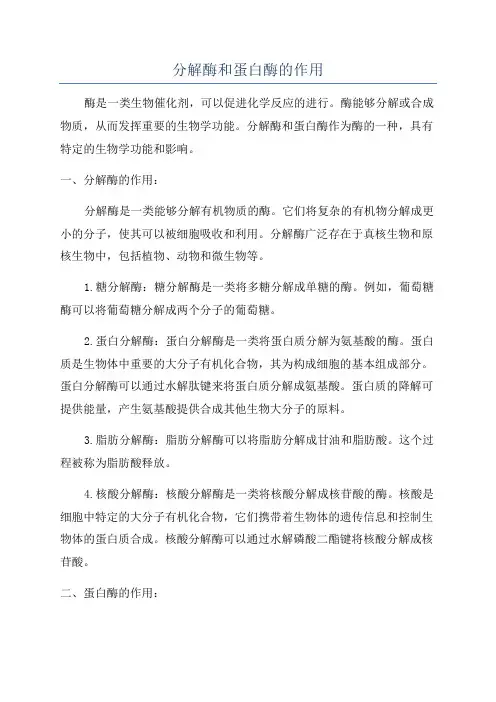 分解酶和蛋白酶的作用