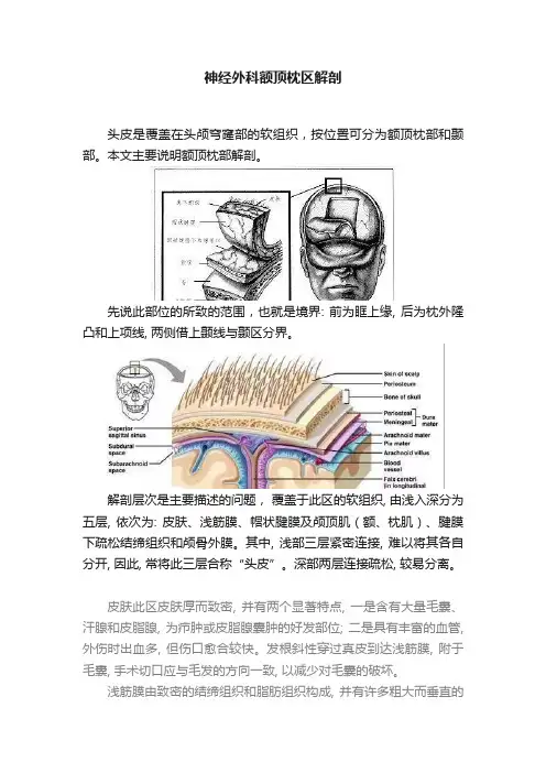 神经外科额顶枕区解剖