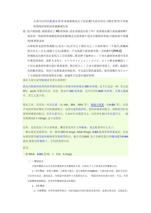 铁皮石斛组织培养