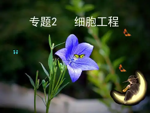 211植物细胞工程的基本技术PPT课件