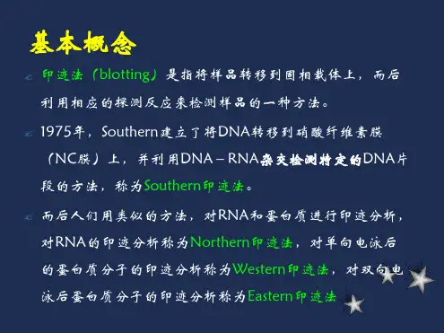 免疫印迹技术