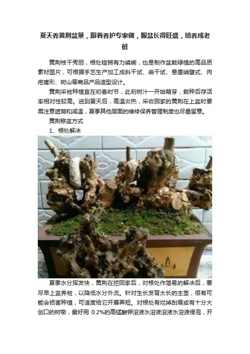 夏天养黄荆盆景，跟着养护专家做，服盆长得旺盛，培养成老桩