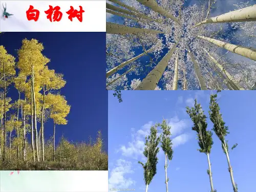 【部编版】初中语文白杨礼赞完美PPT1