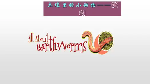 教科版三年级科学上册《土壤里的小动物——蚯蚓》