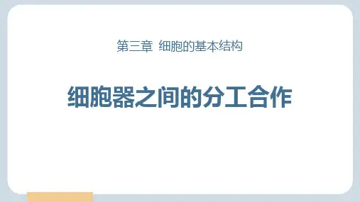 人教版高中生物必修一第三章细胞的基本结构 第2节细胞器之间的分工合作