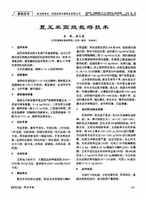 夏玉米高效栽培技术