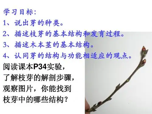 第六节_芽的类型和结构
