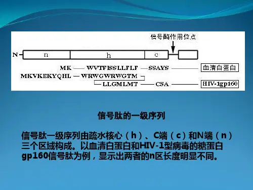 细胞生物学_10真核细胞内膜系统、蛋白质分选与膜泡运输结果