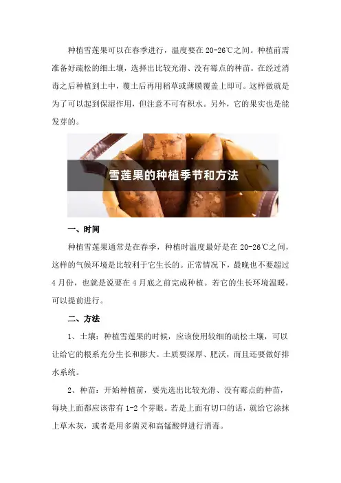 雪莲果的种植季节和方法,果实能发芽吗