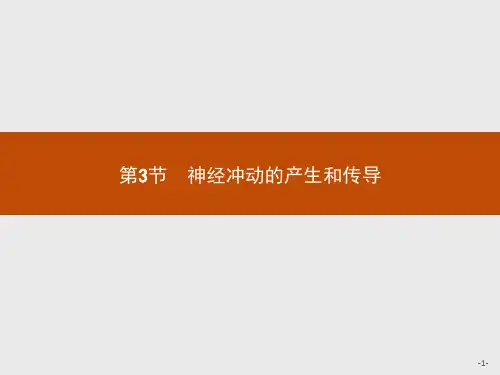 人教版新教材《神经冲动的产生和传导》1