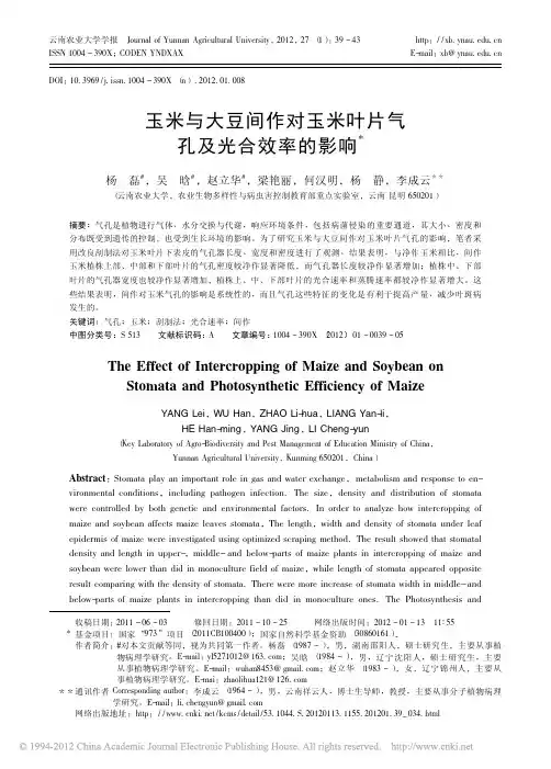 玉米与大豆间作对玉米叶片气孔及光合效率的影响