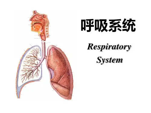 组织学与胚胎学-呼吸系统PPT
