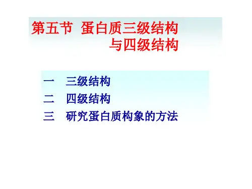 蛋白质4三级结构与四级结构