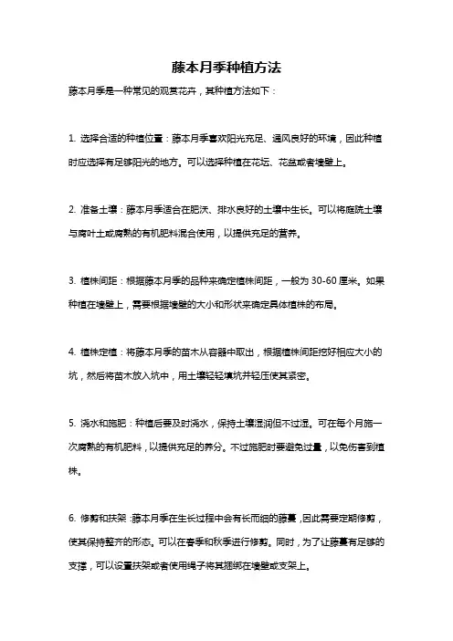 藤本月季种植方法