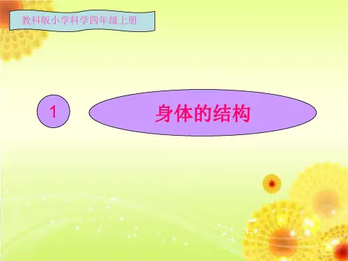 四年级科学上册课件身体的结构教科版(共22张PPT)