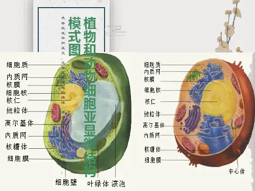 植物和动物细胞亚显微结构模式图