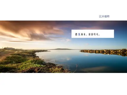 沉水植物-水深、光照、流速的影响研究