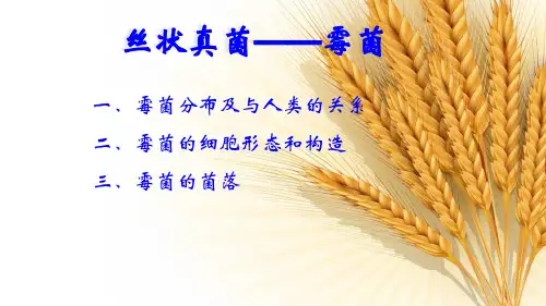 丝状真菌-霉菌