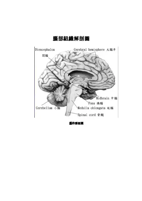 脑部组织解剖图