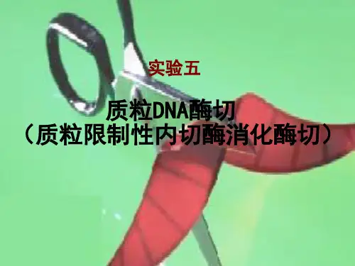实验五 酶切