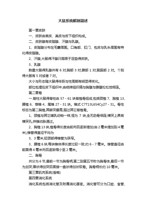 大鼠系统解剖简述