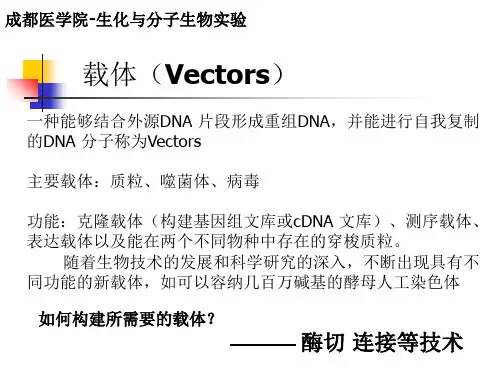限制性酶切与连接PPT课件