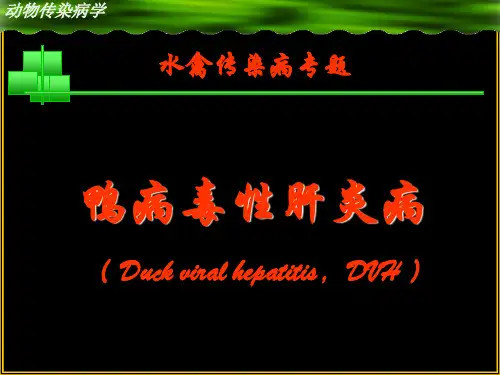 动物传染病课件  鸭病毒性肝炎