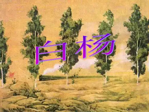 《白杨》PPT课件