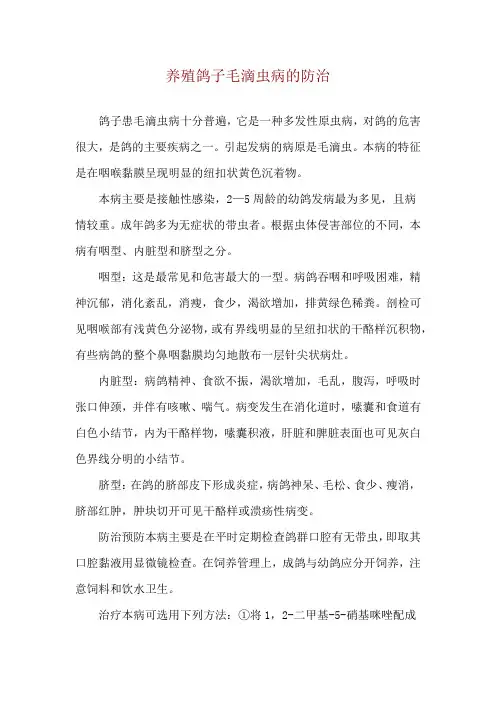 养殖鸽子毛滴虫病的防治