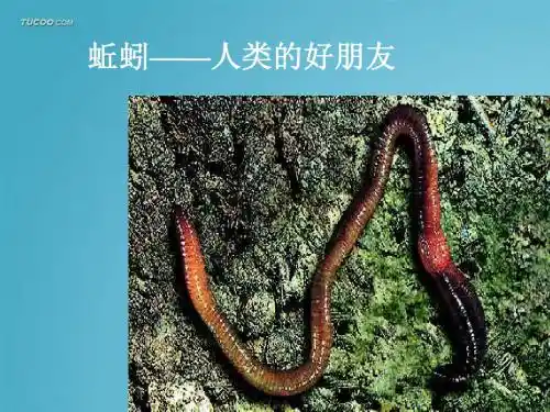 蚯蚓