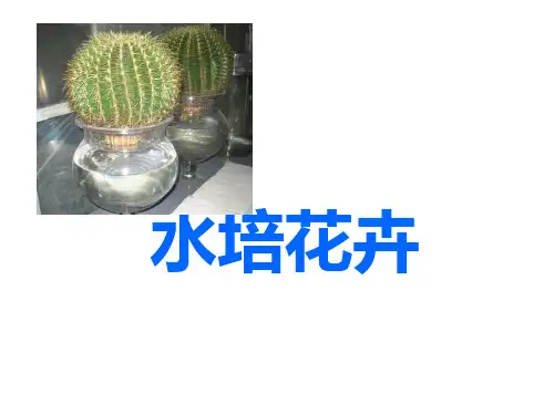 水培花卉幻灯片介绍PPT课件