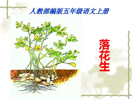 部编版五年级上册落花生精品课件下载1