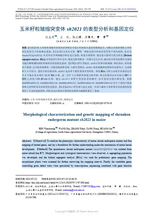 玉米籽粒皱缩突变体sh2021_的表型分析和基因定位