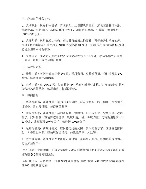 西红柿种植_管理技术