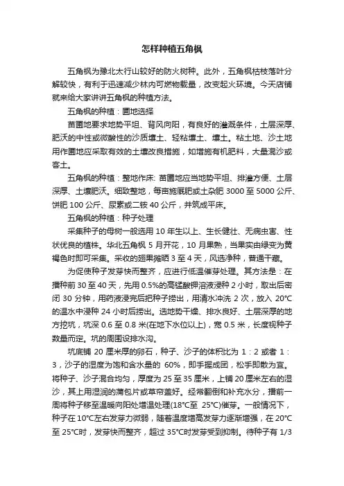 怎样种植五角枫