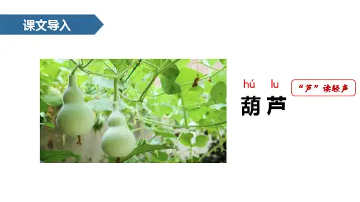 14 我要的是葫芦 课件(共38张PPT)
