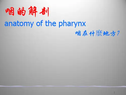 咽的解剖  PPT课件