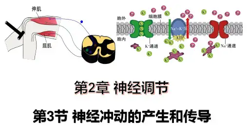 神经冲动的产生和传导课件高二上学期生物人教版选择性必修1(1)
