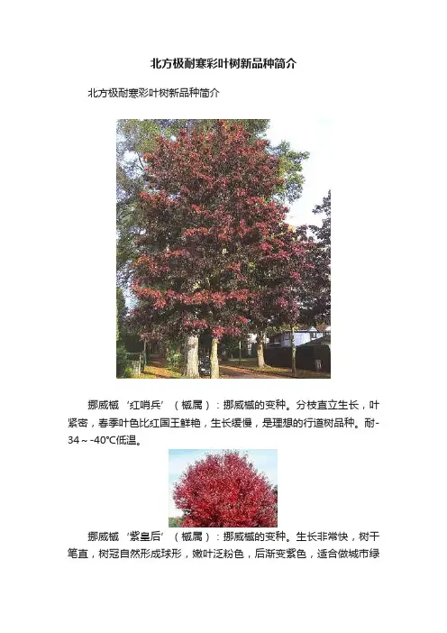 北方极耐寒彩叶树新品种简介