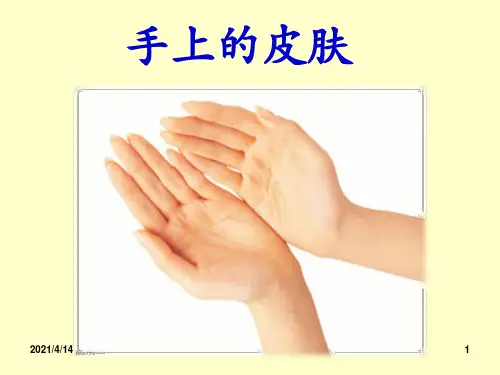 北师大版四年级语文下册《手上皮肤》(课件)