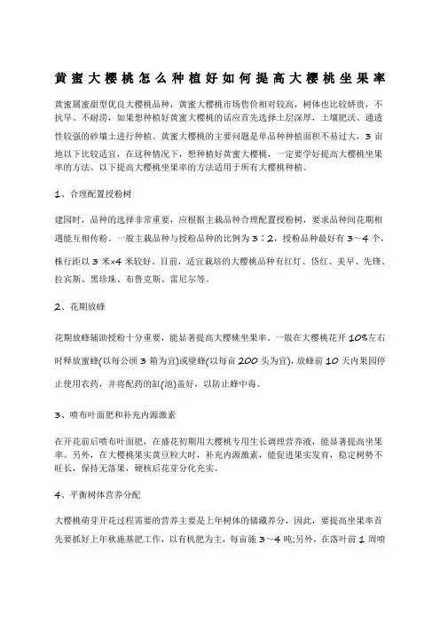黄蜜大樱桃怎么种植好如何提高大樱桃坐果率