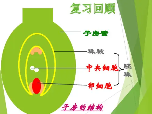 第四单元第一章第三节果实和种子的形成 课件2021--2022学年 济南版生物八年级上册