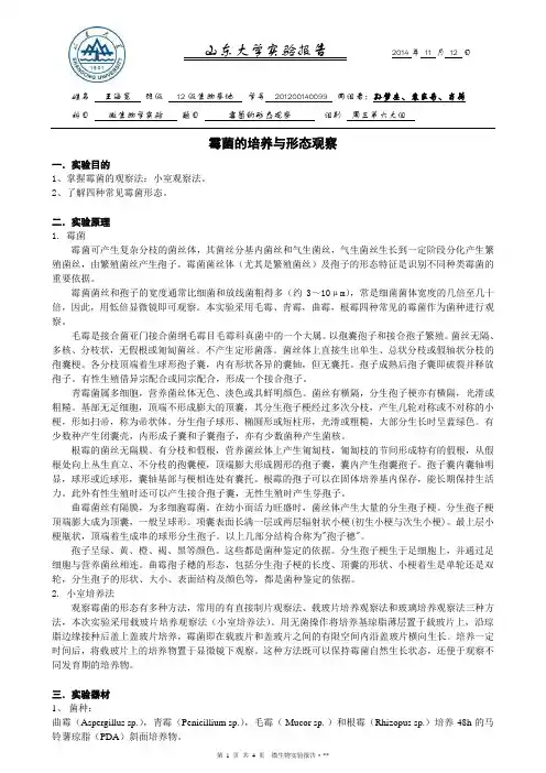 霉菌的形态观察